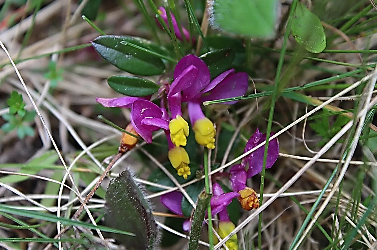 Fiori violetti con petali gialli spuntano tra l'erba verde.