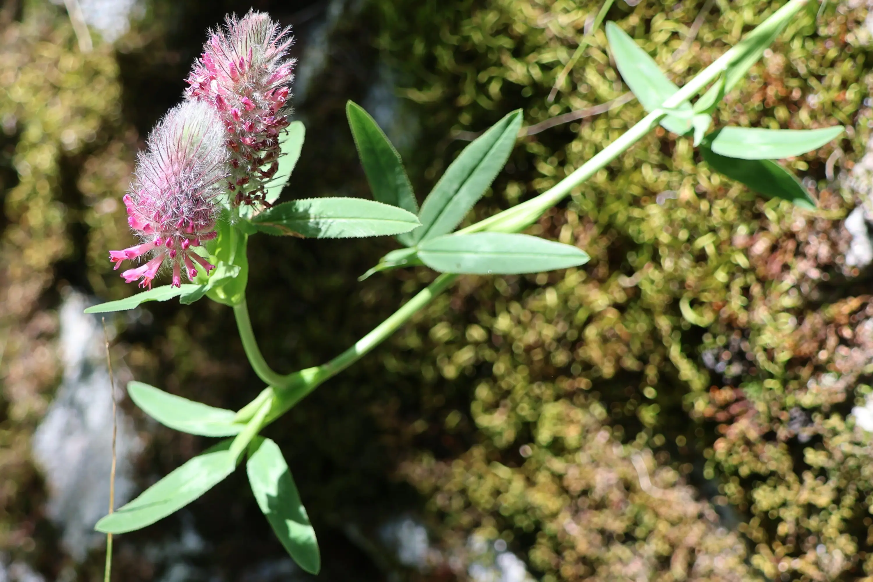 Pianta con fiori rosa e verdi che cresce su un fondo di muschio. Le foglie sono lunghe e sottili, disposte in modo alternato lungo il fusto.