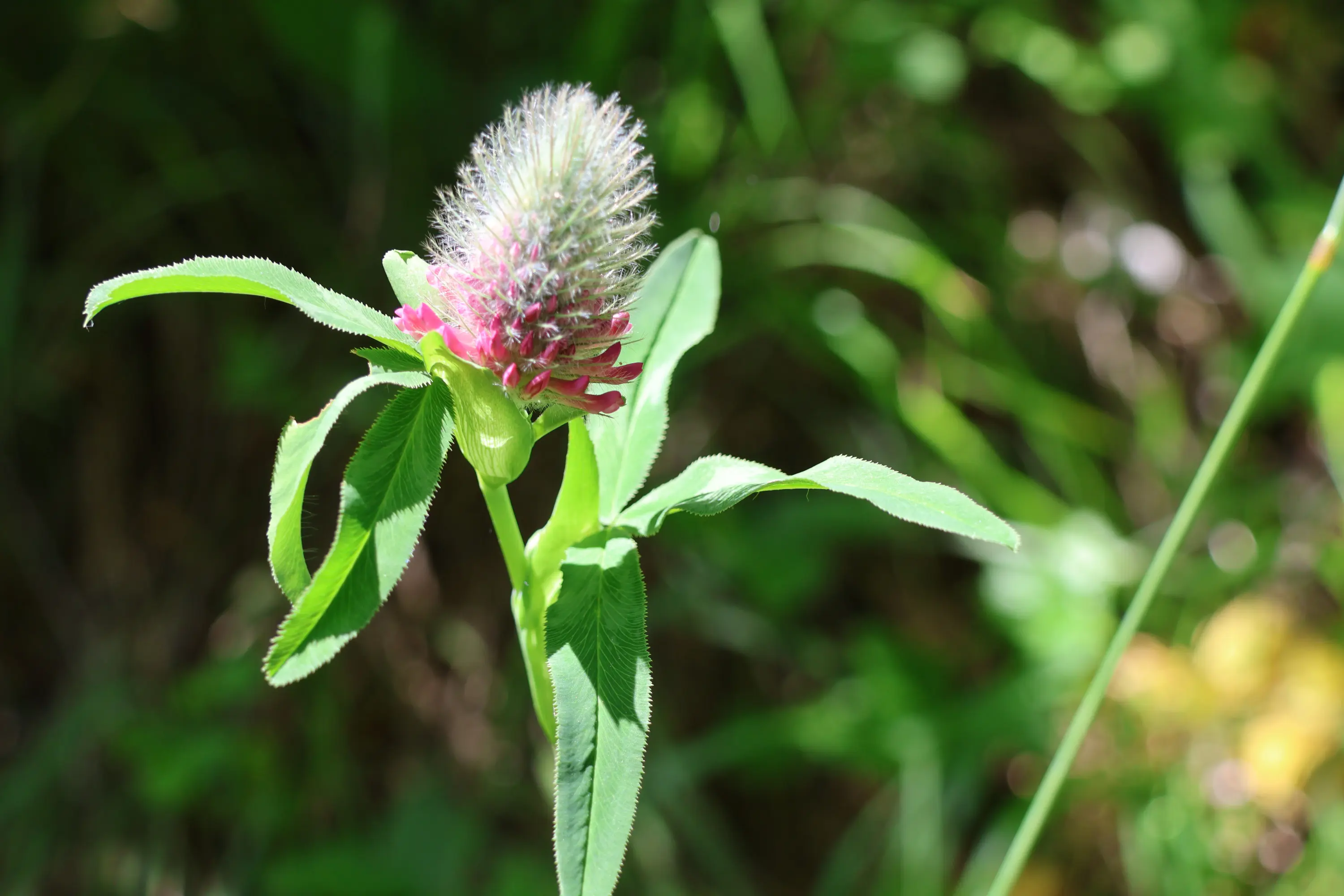Fiore di trifoglio con un singolo bocciolo oblungo di colore rosa e verde, circondato da foglie verdi. Sfondo naturale sfocato con erba verde.