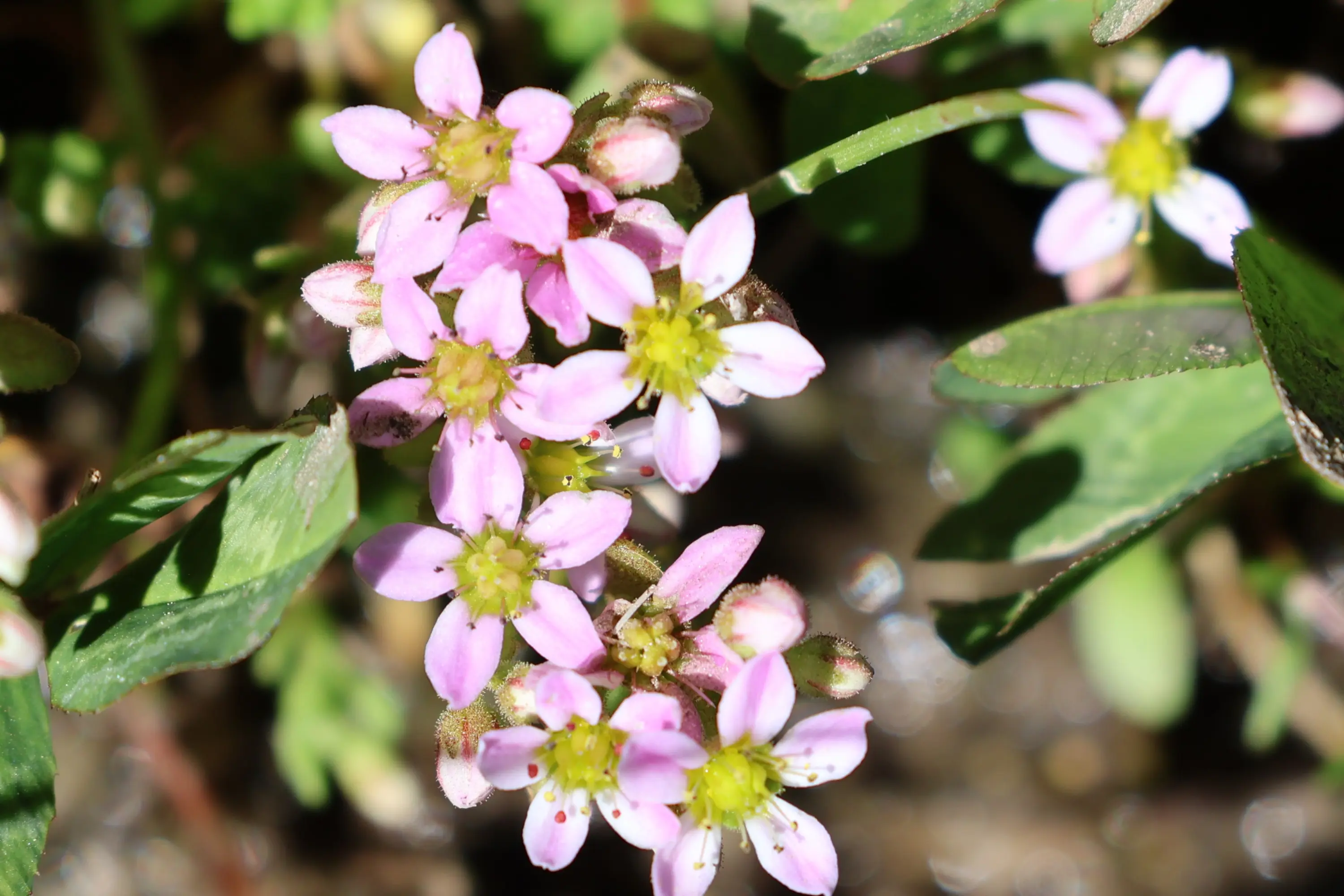 Fiori rosa con petali bianchi e gialli al centro, circondati da foglie verdi.