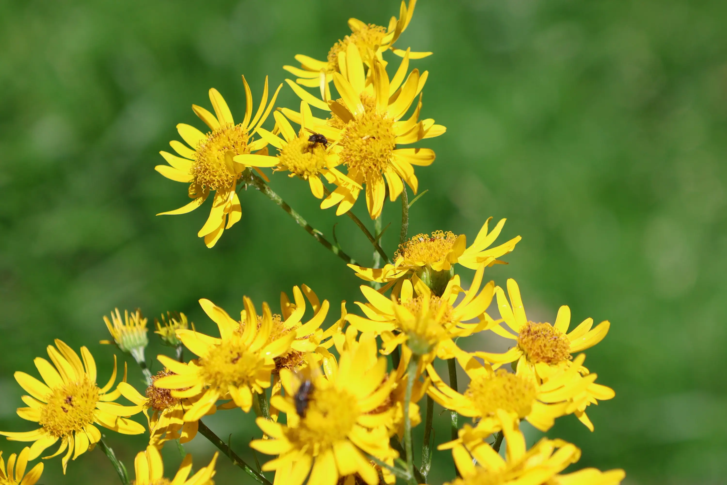 Casaccia (Canova), 17.07.2025<br /> © F. Tam.