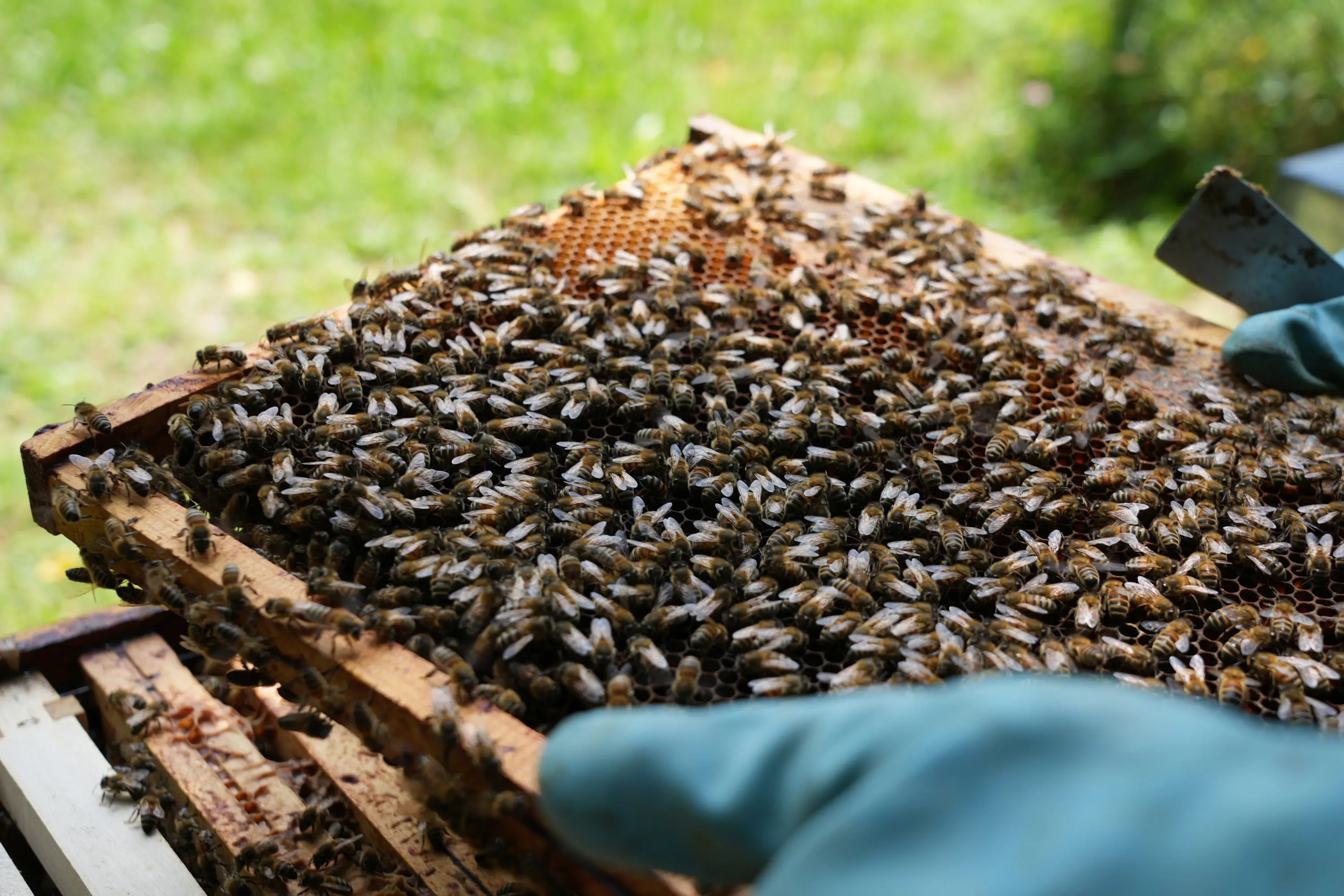 Rete di api su un telaio di melario, con guanti protettivi visibili e sfondo verde e naturale.
