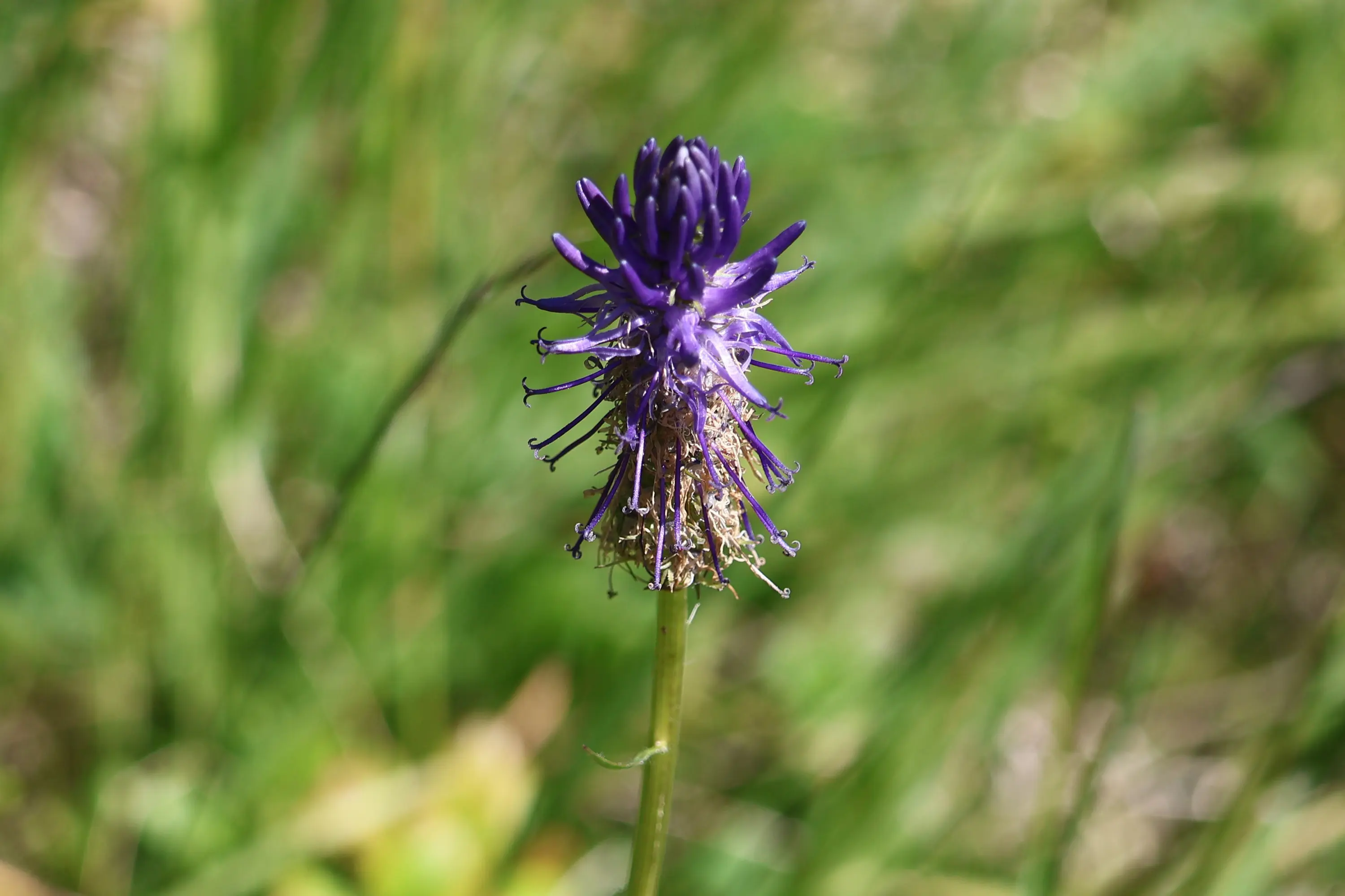 Fiore viola con petali tubulari e stami sottili, circondato da erba verde sullo sfondo.