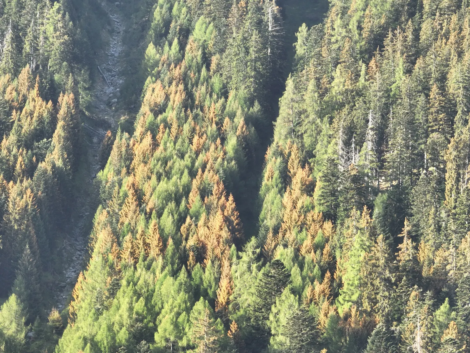 Foresta montana con alberi verdi e marroni, evidenziando aree colpite da malattie o malessere. La vegetazione si estende lungo una valle stretta.