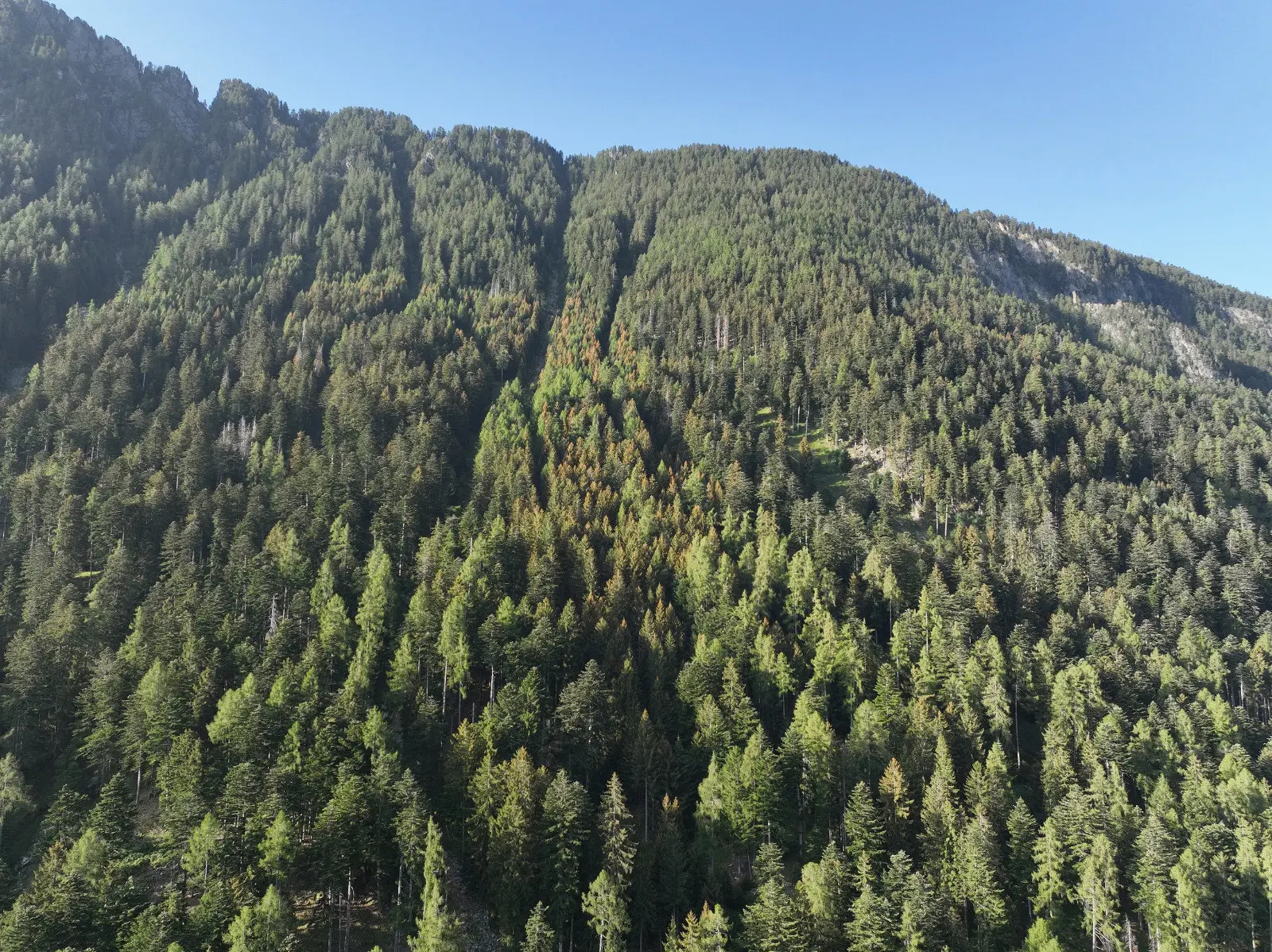 Foresta densa su una montagna con alberi verdi e punte gialle, sotto un cielo blu sereno.