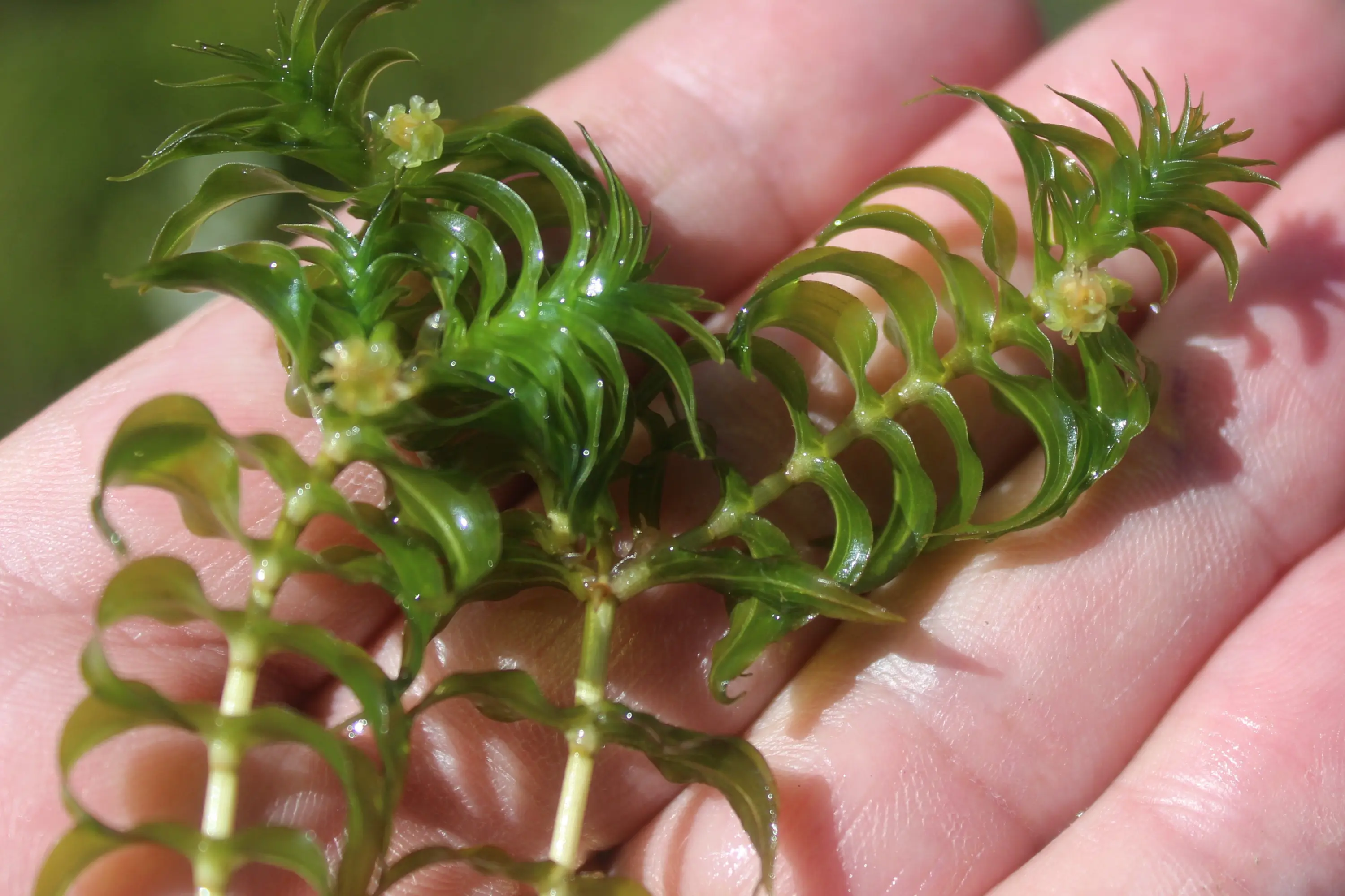 Una mano tiene diverse fronde verdi di un'alghe acquatica, con una struttura a spirale e piccoli fiori gialli.