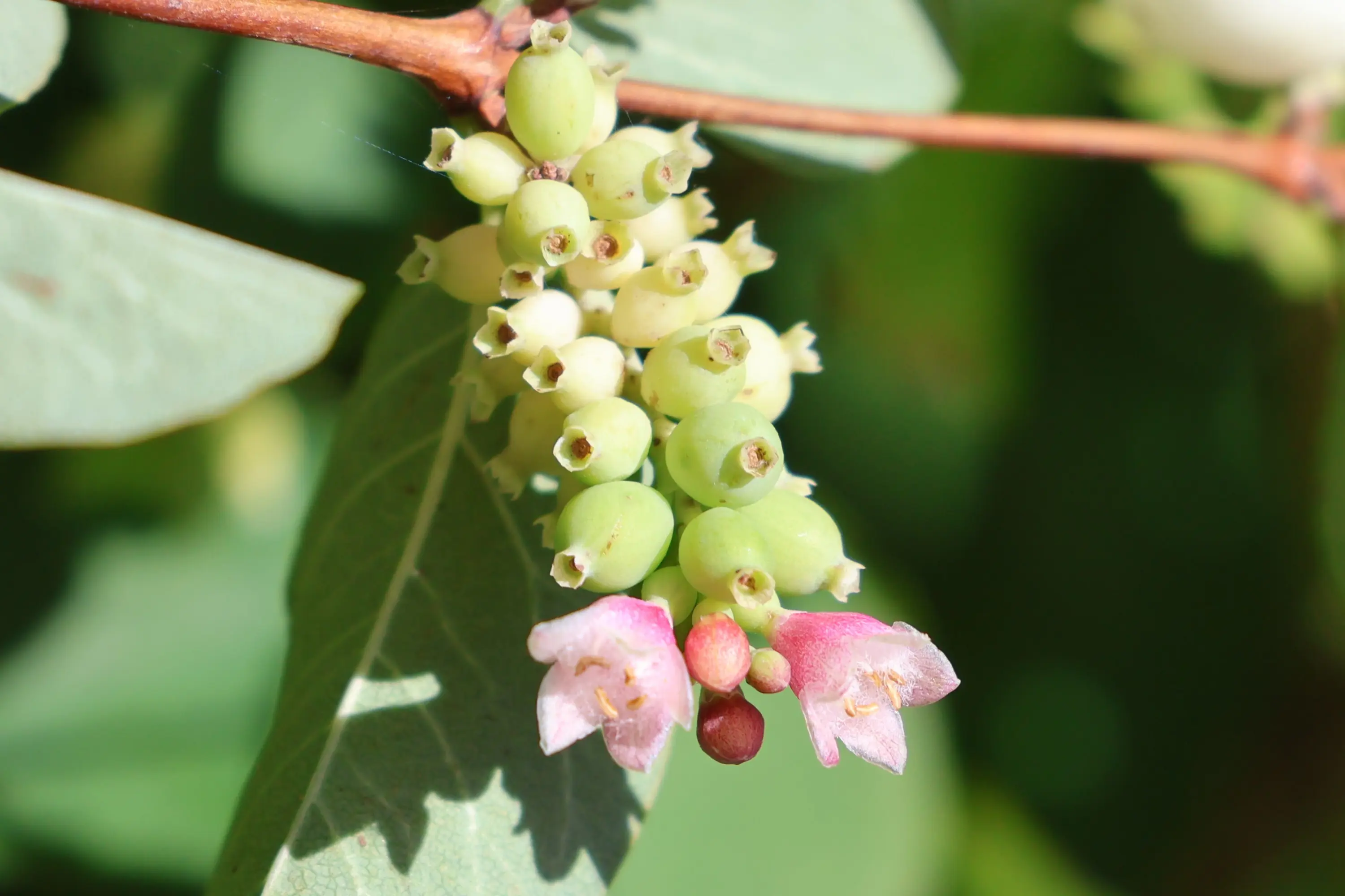 Fiori e frutti di una pianta, con gemme verdi e petali rosa. Sullo sfondo foglie di un verde intenso.