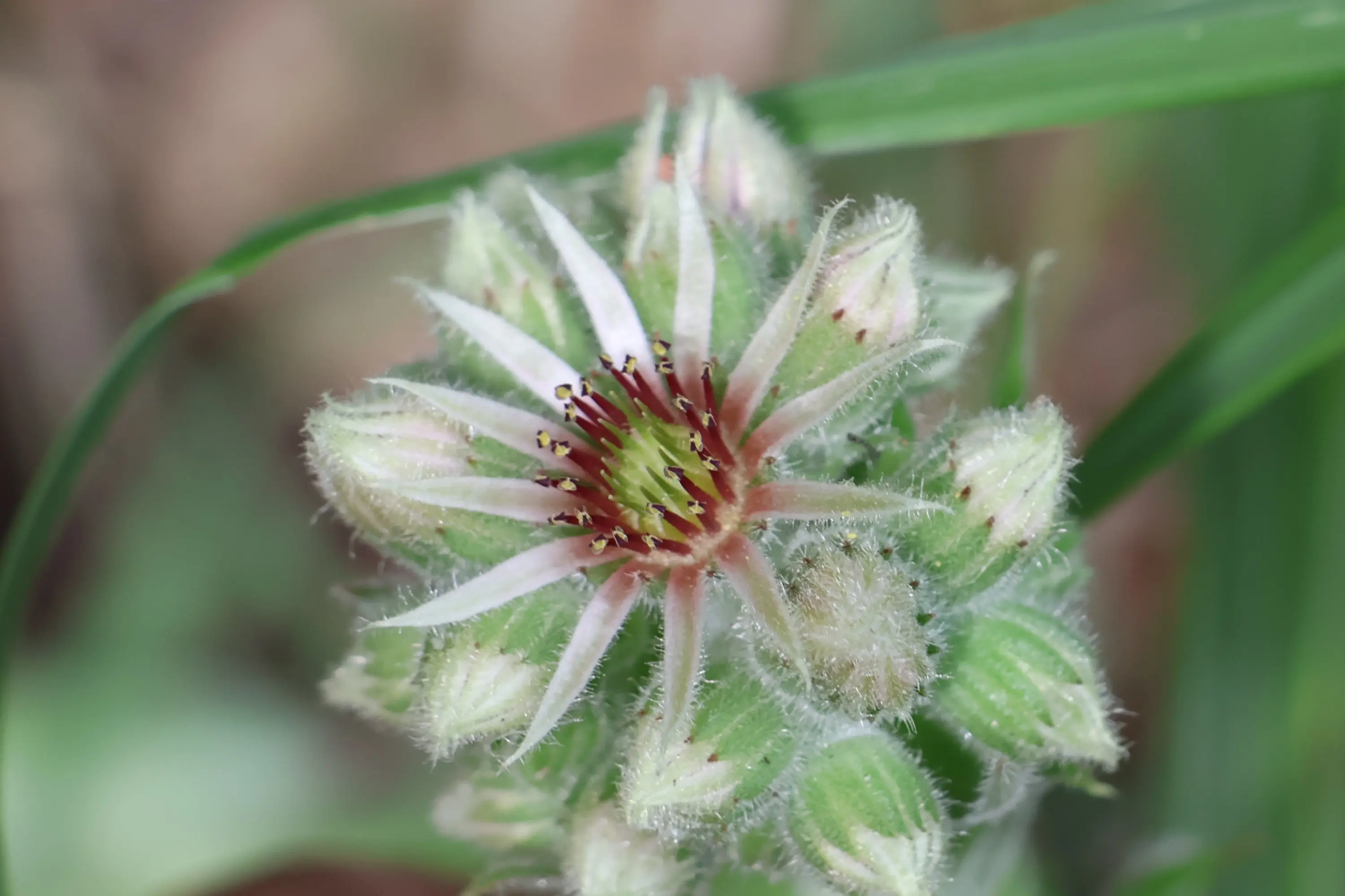 Fiore con petali bianchi e rossi, circondato da boccioli verdi e pelosi. Sullo sfondo si vedono foglie verdi.
