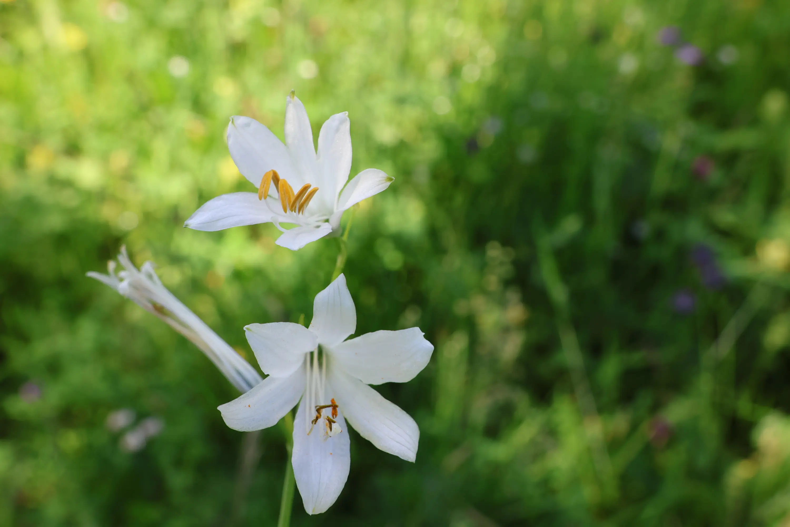 Fiori bianchi con petali stretti e eleganti, circondati da un verde rigoglioso.