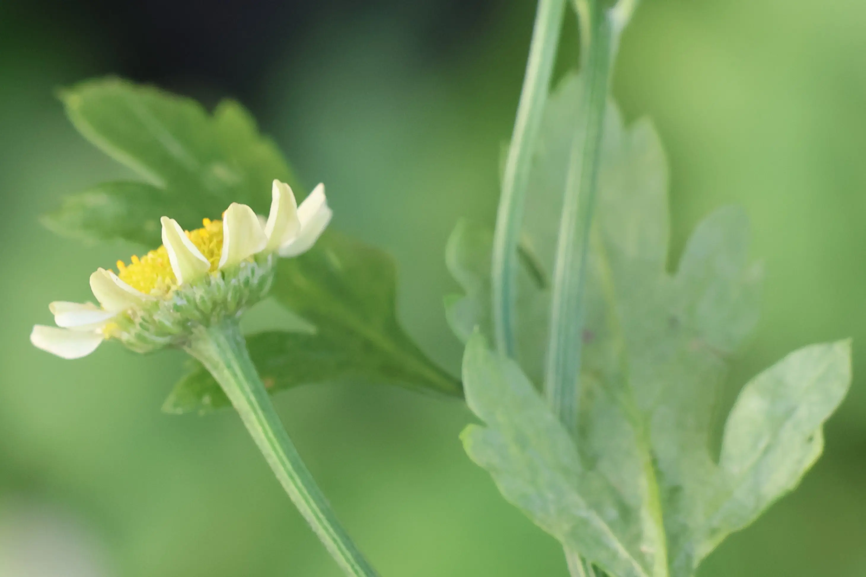 Fiore giallo e bianco con petali delicati circondato da foglie verdi.