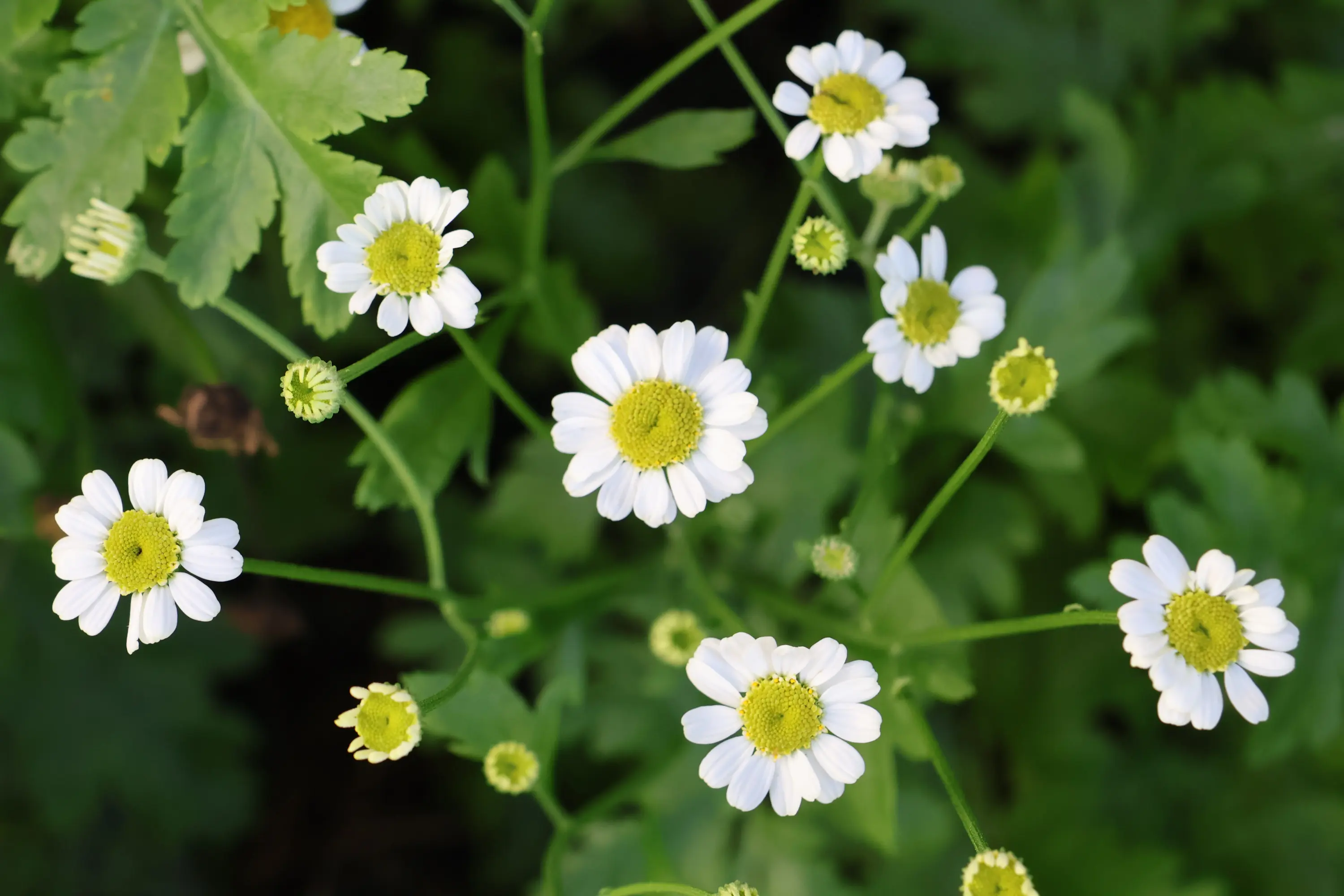 Fiori bianchi con petali e centri gialli, circondati da foglie verdi. Alcuni boccioli non ancora sbocciati sono visibili.