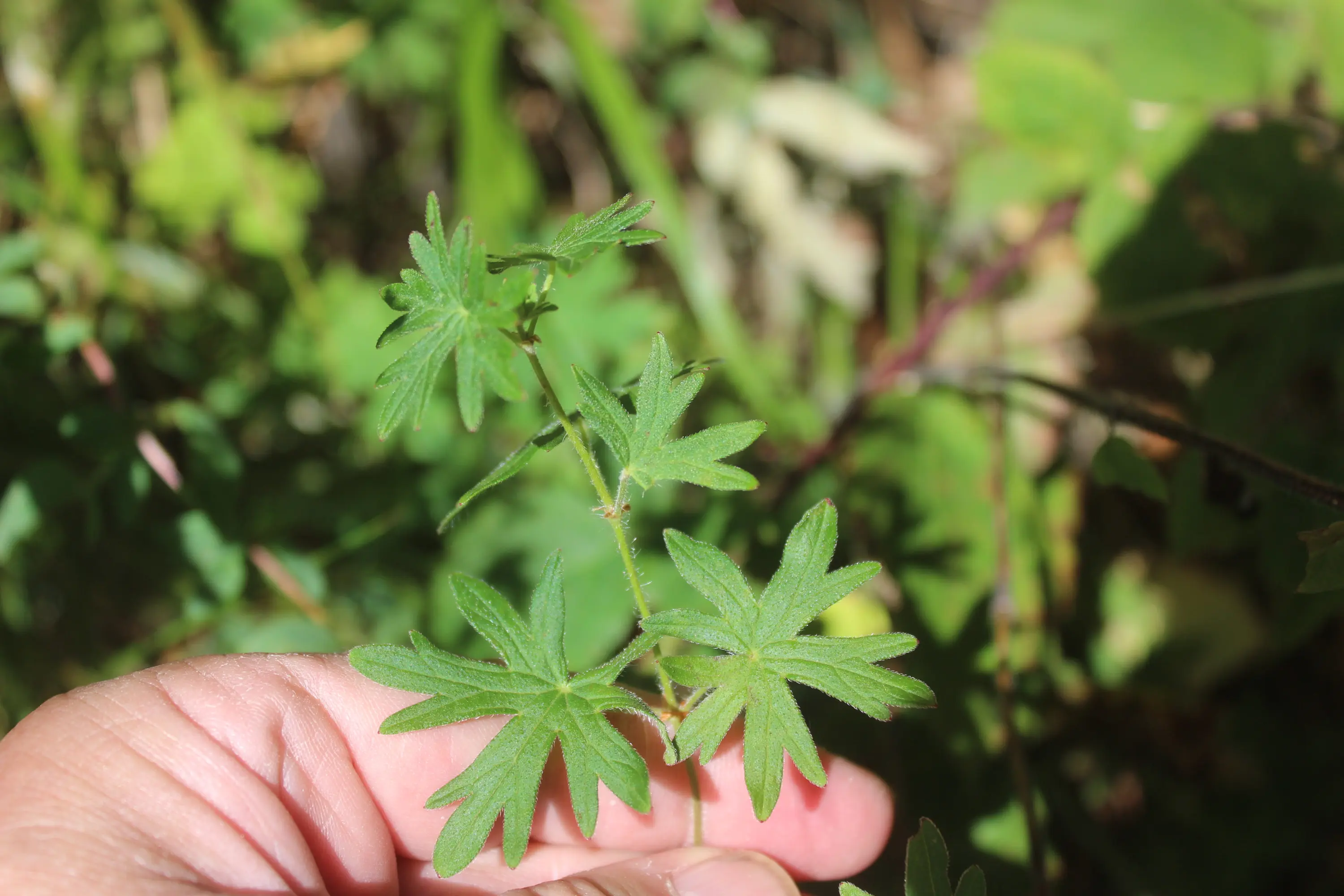 Una mano tiene un ramo di foglie verdi, con foglie palmate e margini dentati, in un ambiente vegetale.