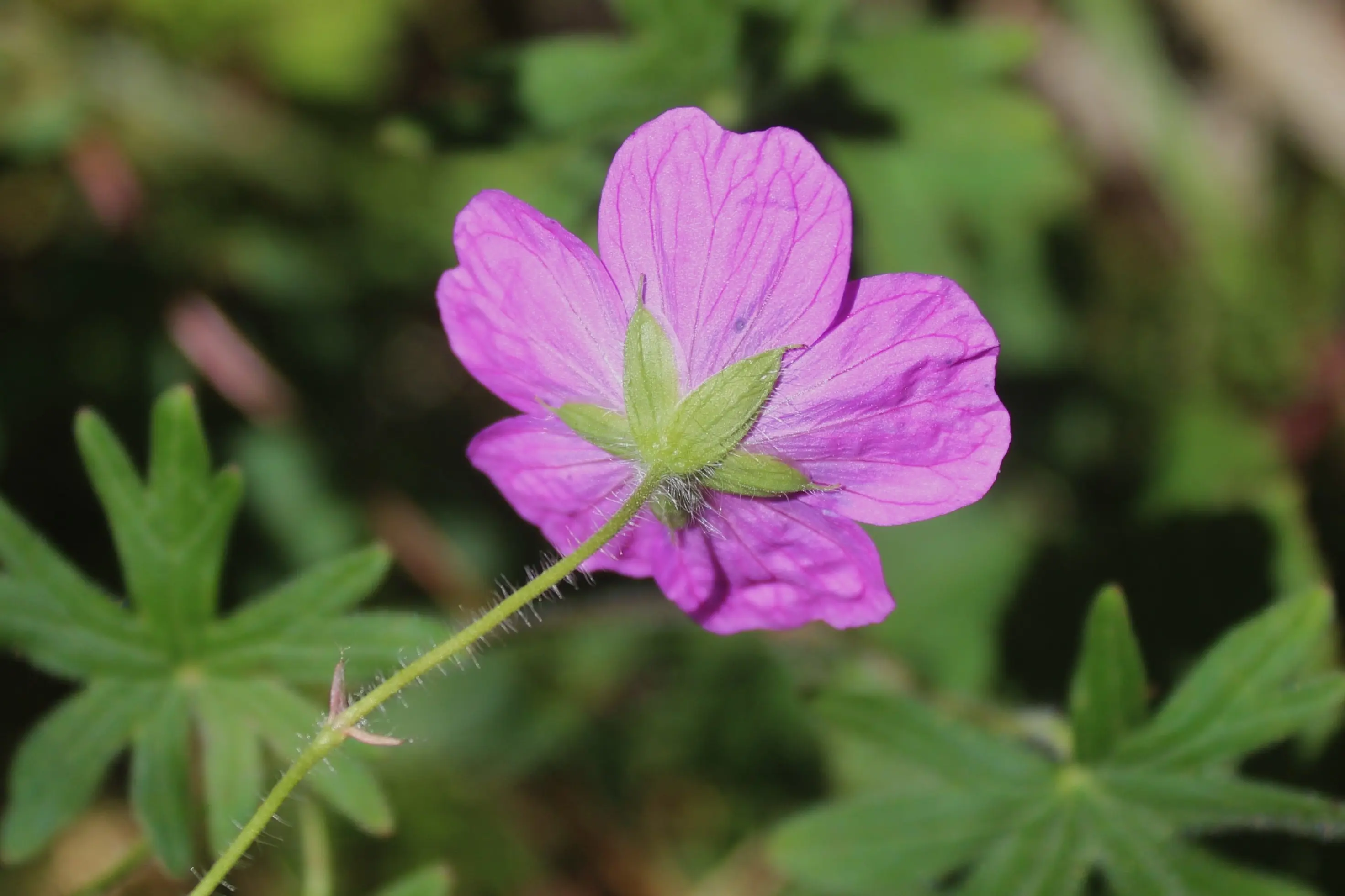 Fiore viola con petali con venature chiare, poggiato su uno stelo sottile e circondato da foglie verde scuro.