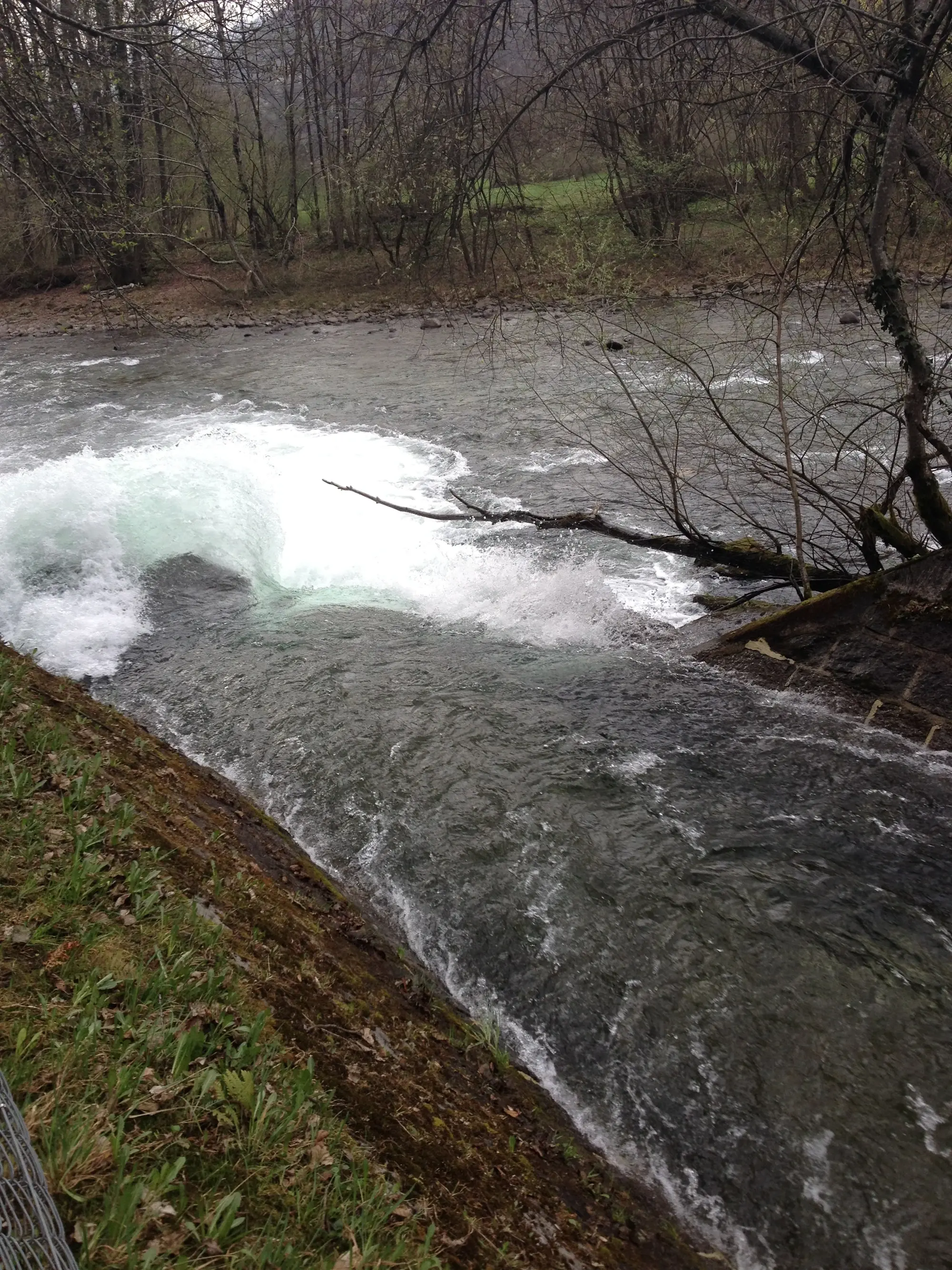 Acqua che scorre rapidamente lungo un fiume, con onde bianche e rami secchi visibili sulla riva. La vegetazione circostante è verde e rigogliosa.
