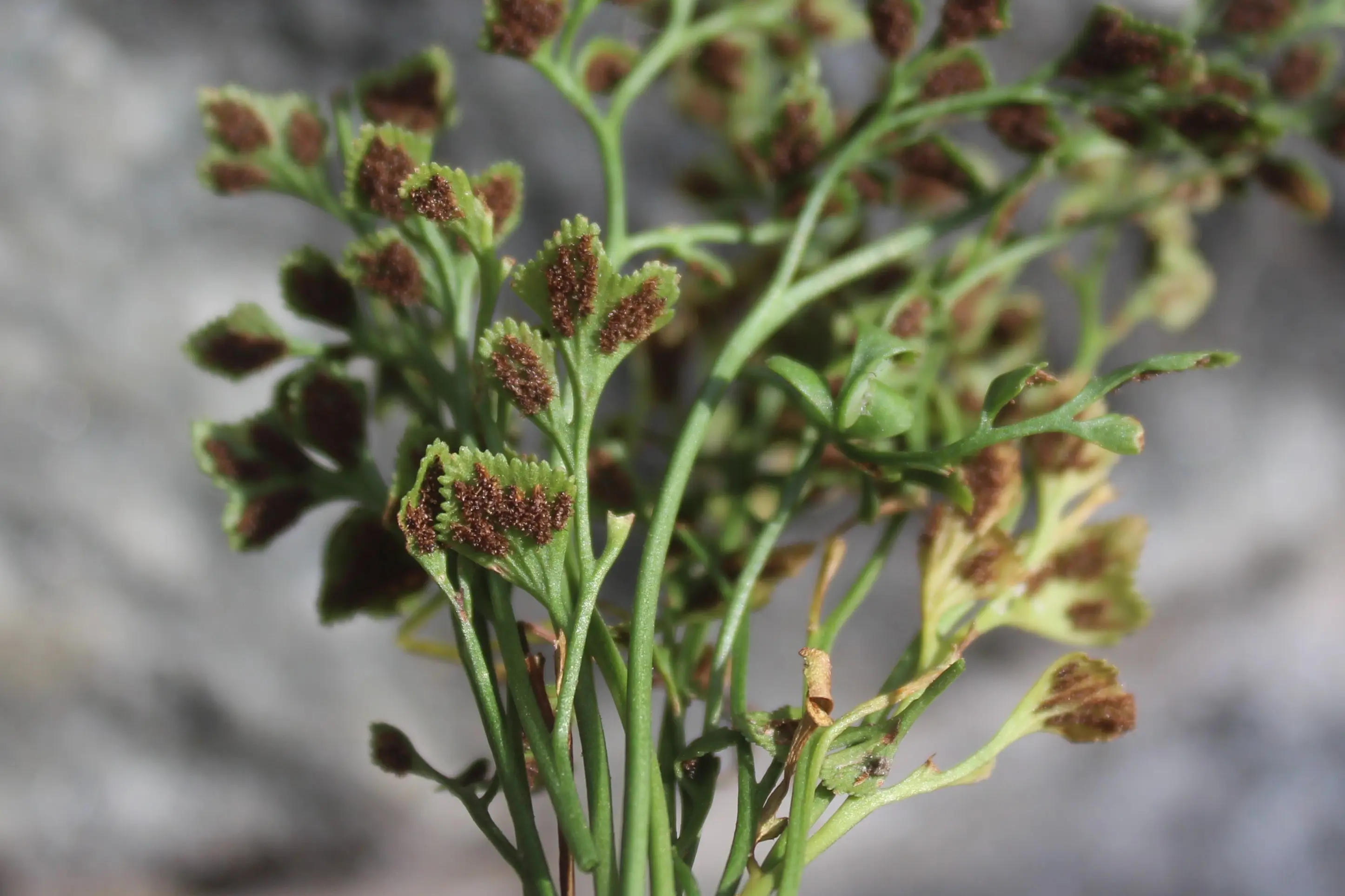Rami verdi con piccole foglie e fiori marroni, su uno sfondo naturale.