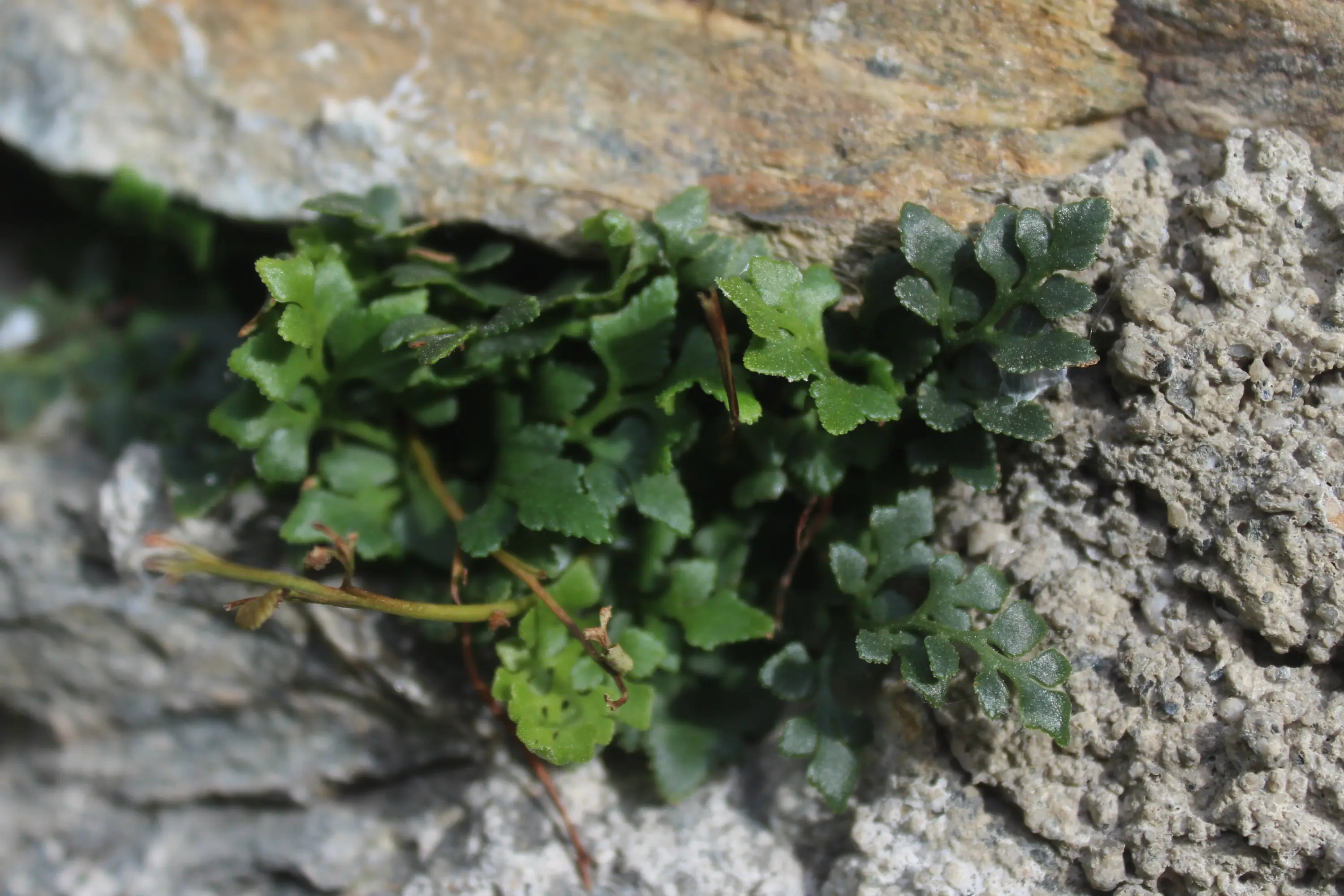 Muschi verdi crescono su una superficie rocciosa. Le foglie hanno una forma lobata e si intrecciano tra loro.