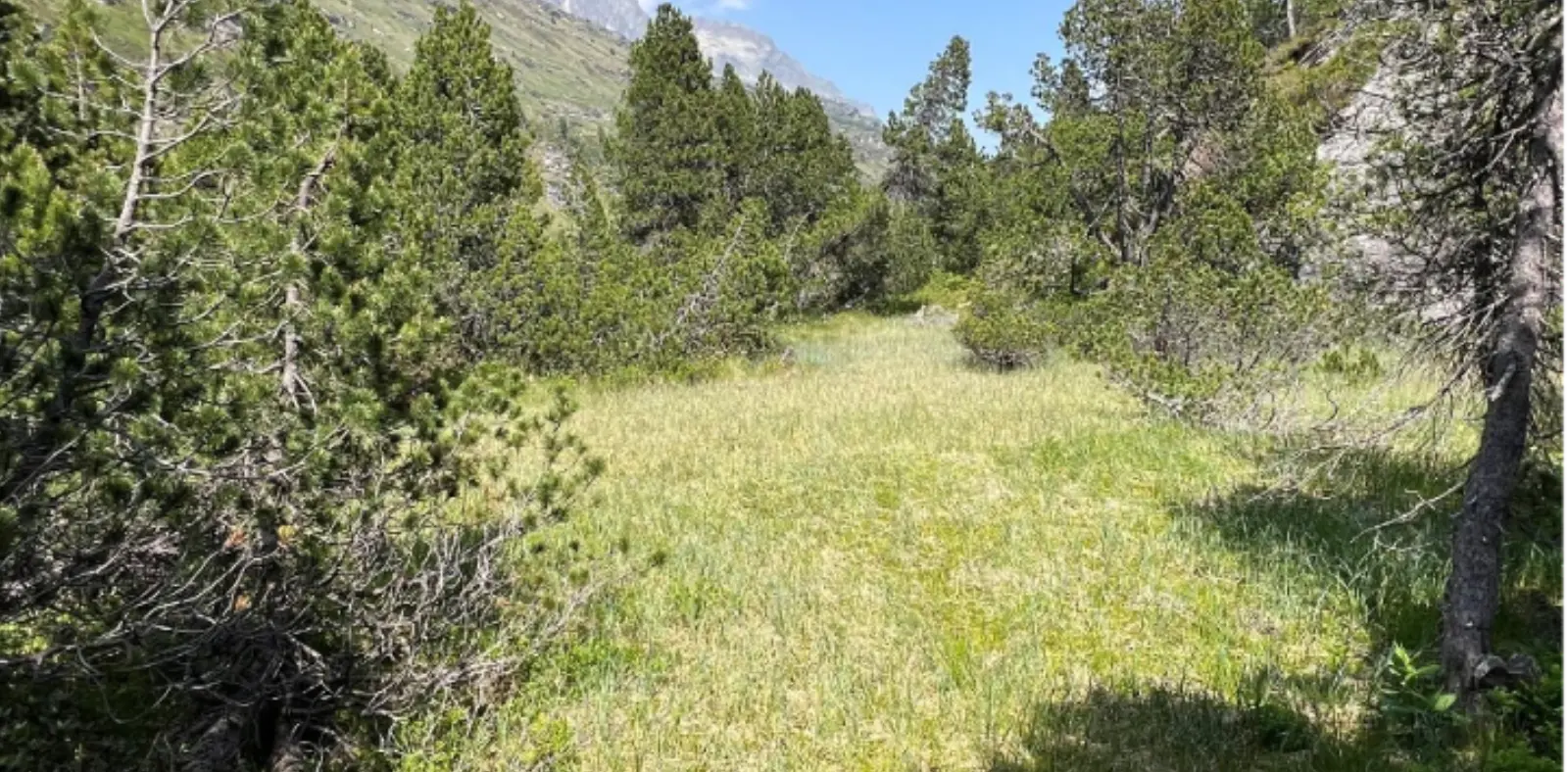 Un'area verdeggiante con erba alta circondata da pini e rocce, in un paesaggio montano soleggiato.