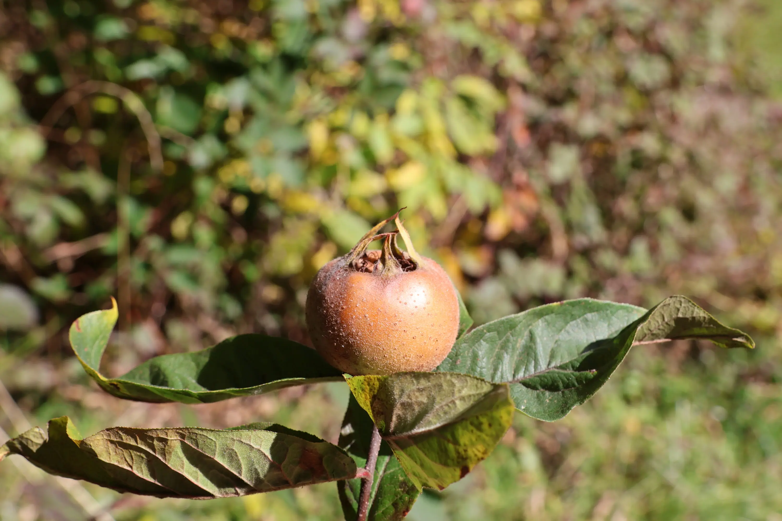 Un frutto di nespolo maturo si trova su un ramoscello con foglie verdi. Sullo sfondo, sfumature di verde e marrone creano un ambiente naturale.