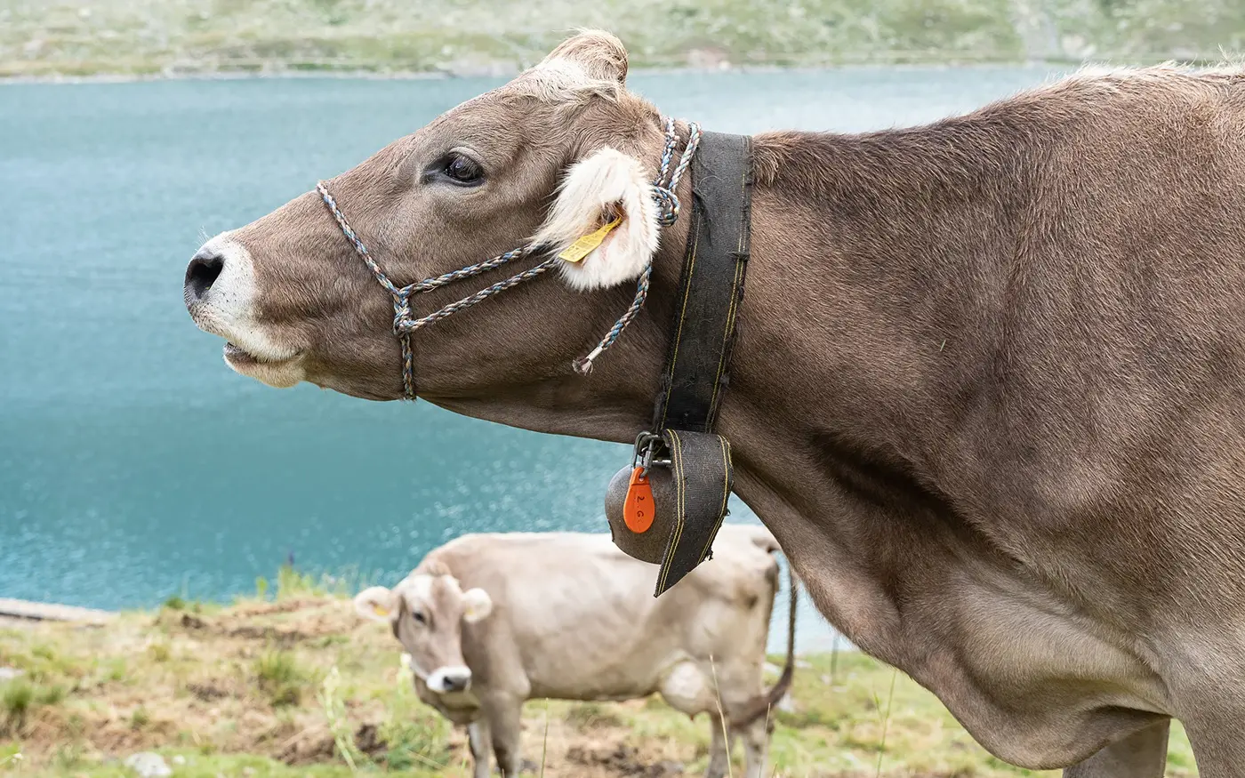 Mucca in primo piano con collare e campanello, intenta a guardare verso un lago blu sullo sfondo. Un'altra mucca si trova sullo sfondo, immersa nel paesaggio naturale.
