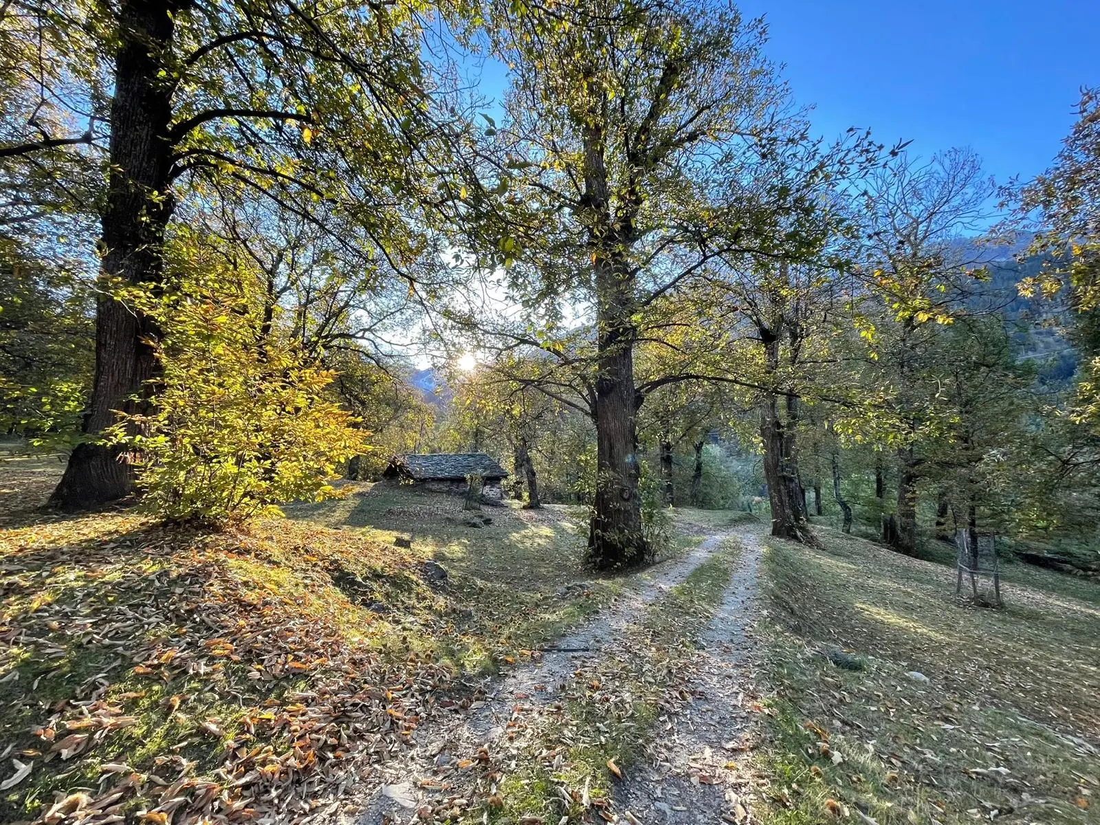 Sentiero circondato da alberi autunnali, con foglie gialle e marroni. Il sole splende attraverso gli alberi, illuminando un vecchio rifugio in pietra.