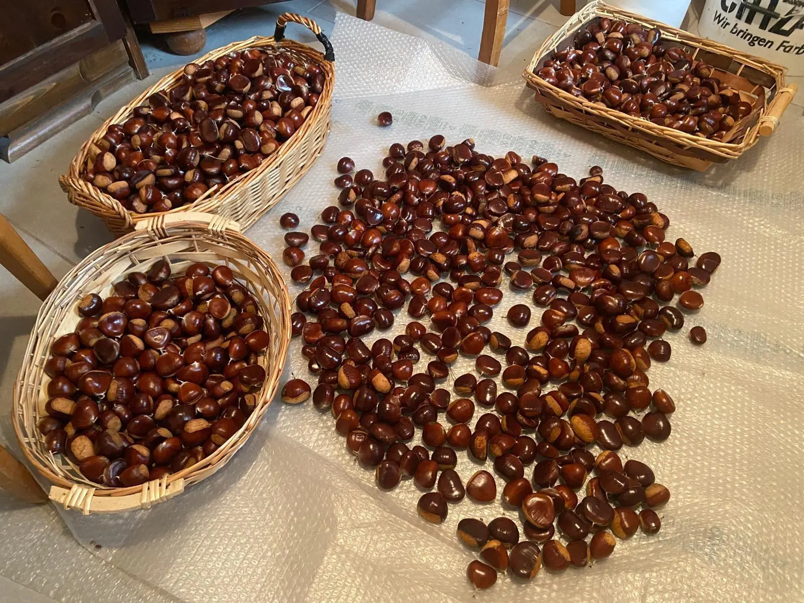 Vari cesti di castagne, alcune piene e altre sparse su un pavimento protetto da plastica.