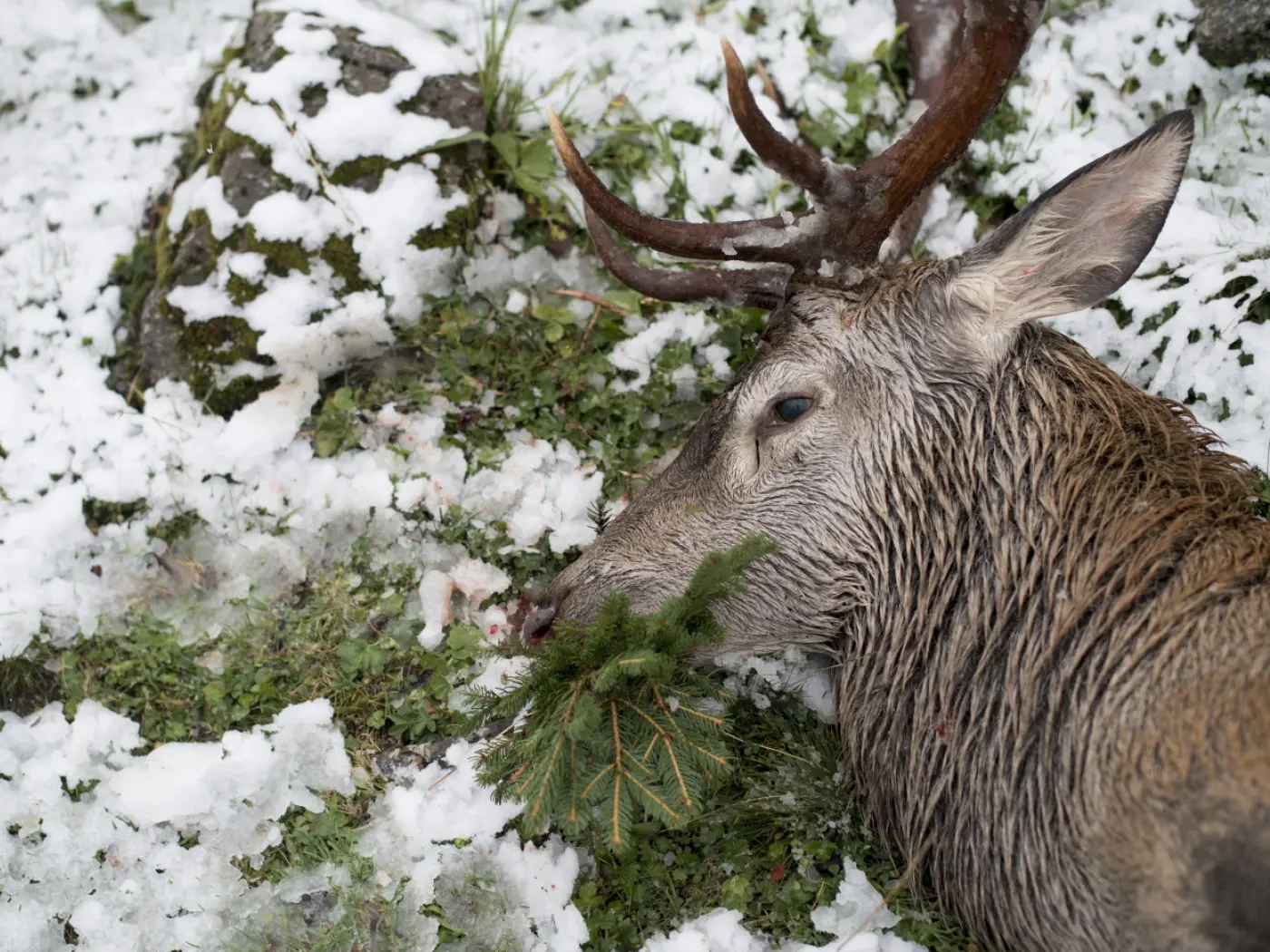 Cervo sdraiato su un terreno innevato, con alcune foglie verdi nel muso. Intorno, ci sono rocce coperte di neve.