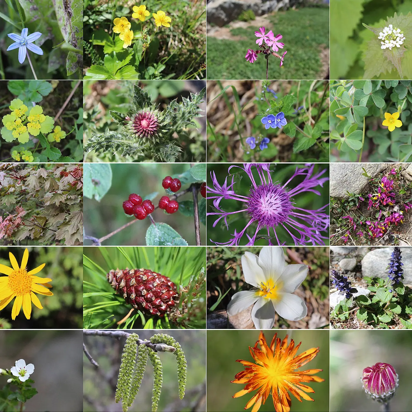 Una griglia di diverse specie di fiori e piante, con colori vari che spaziano dal giallo, blu e viola al rosso e arancione. Le immagini mostrano fiori, foglie e frutti in un ambiente naturale.