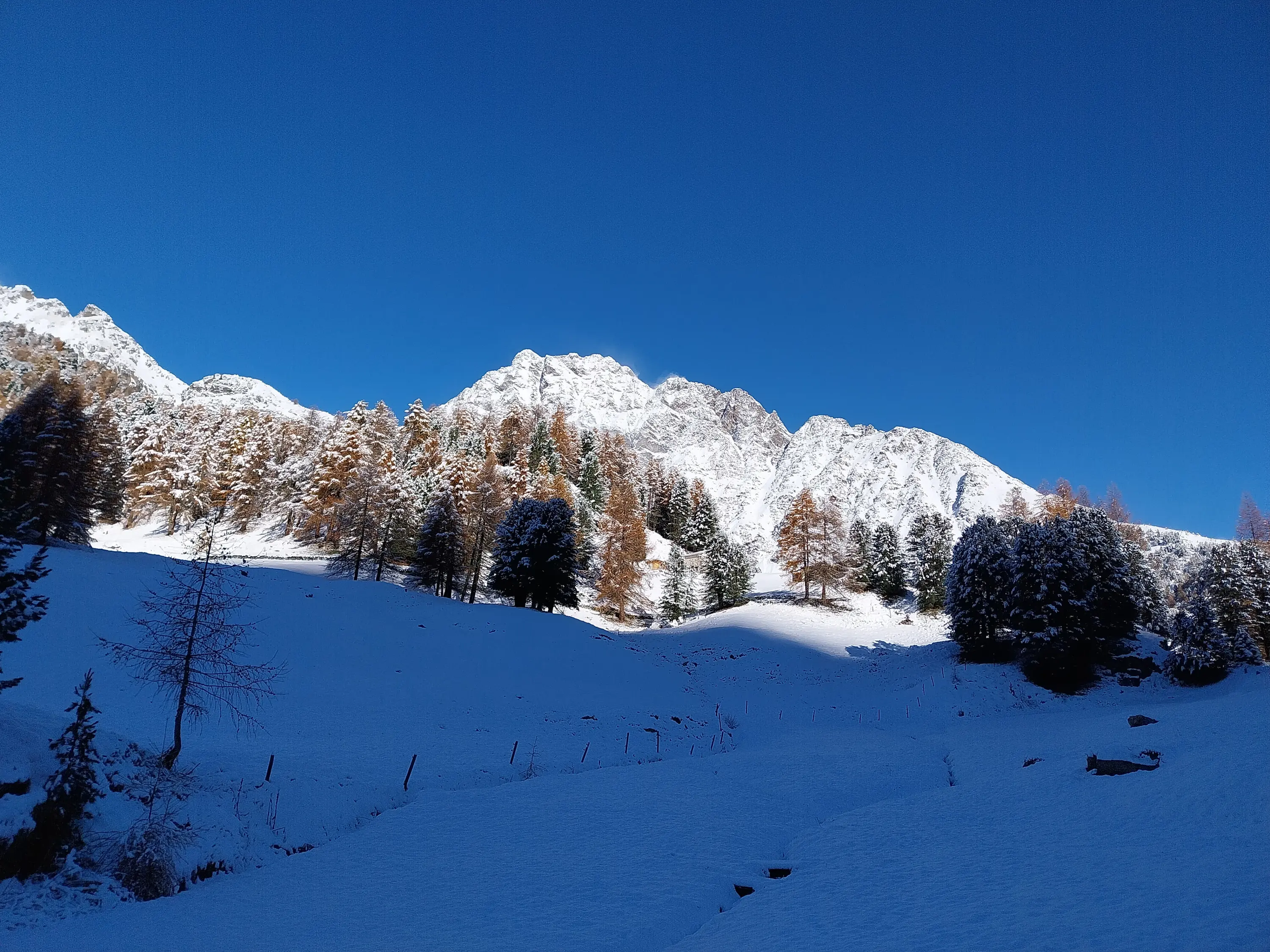 Paesaggio montano innevato con cime di montagne illuminate dal sole. Gli alberi con foglie dorate si stagliano su un terreno coperto di neve bianca sotto un cielo blu intenso.