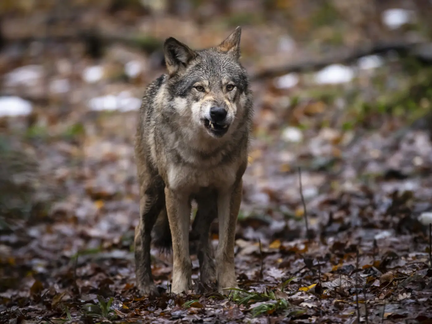 Lupo grigio che cammina su un terreno coperto di foglie secche, con espressione intensa e attenta.