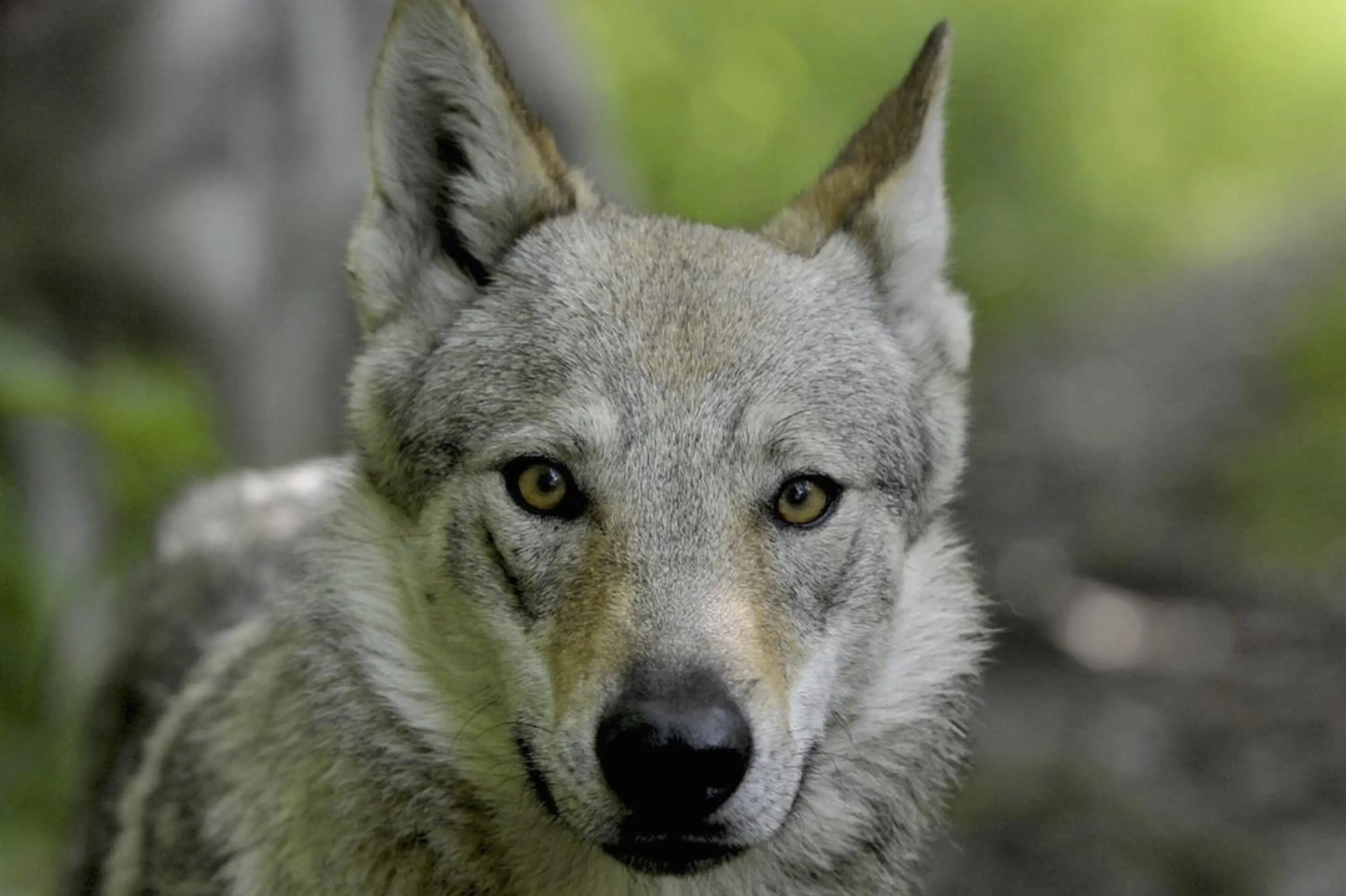 Lupo grigio in primo piano, con occhi intensi e pelo folto. Sfondo verde sfocato che evidenzia il suo aspetto selvaggio.