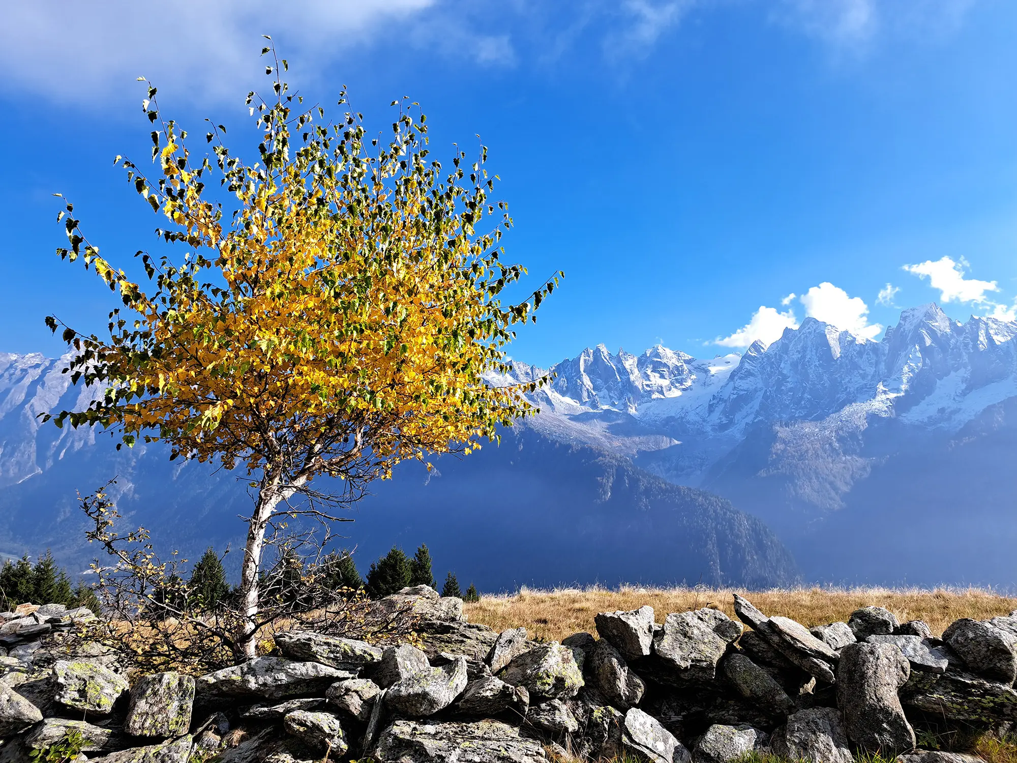 Un albero con foglie gialle si staglia su un paesaggio montano, con cime innevate sullo sfondo sotto un cielo blu. Rocce grigie sono in primo piano.