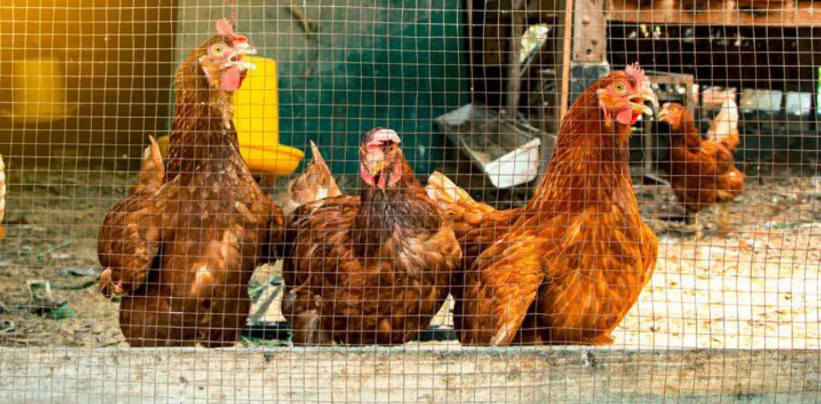 Tre galline marroni stanno in piedi vicino ad una recinzione di rete, con alcune galline sullo sfondo. Il terreno è polveroso e si intravedono attrezzature