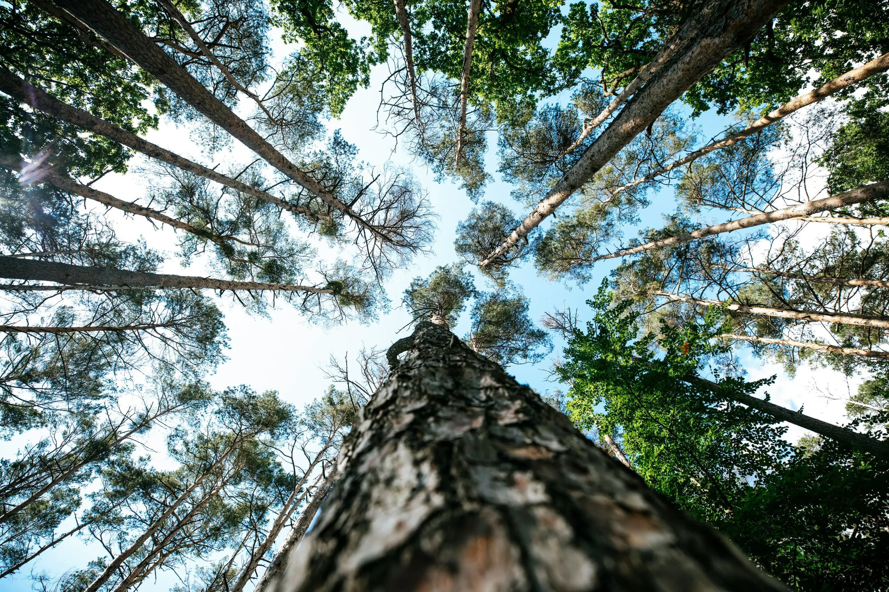 Veduta dal basso di alti alberi che si estendono verso il cielo, con rami verdi e un cielo blu parzialmente coperto da nuvole.