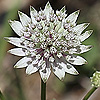 Astrantia_major