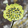 Bupleurum_stellatum