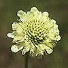 Cephalaria_alpina