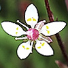 Saxifraga_stellaris