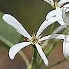 Amelanchier_ovalis