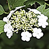 Viburnum_opulus