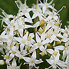 Cornus_sanguinea