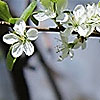 Prunus_spinosa